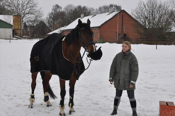 Dansk Varmblod Diamond (R.I.P. Himmelhest) billede 17