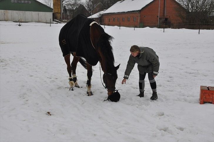 Dansk Varmblod Diamond (R.I.P. Himmelhest) billede 18