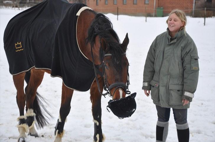 Dansk Varmblod Diamond (R.I.P. Himmelhest) billede 19