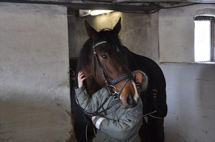 Dansk Varmblod Diamond (R.I.P. Himmelhest) billede 20