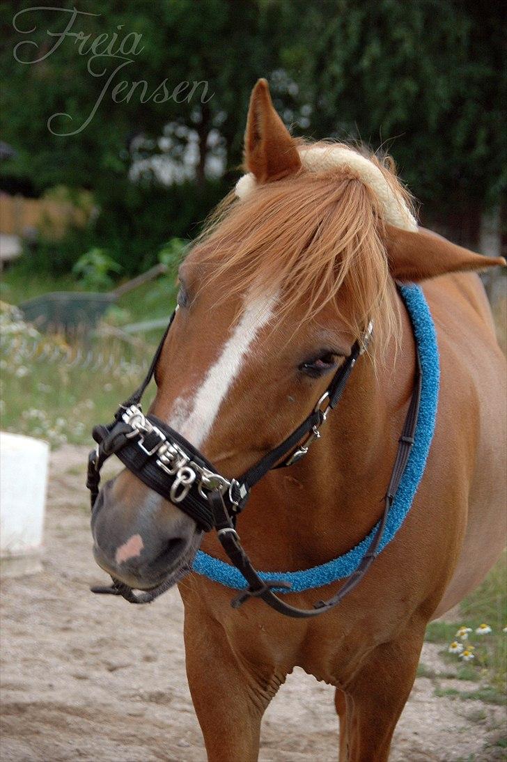 New Forest Magic Skønager | Passer - Dumme insekter! | Foto: Freia Jensen(Mig) | MÅ IKKE KOPIERES! billede 11