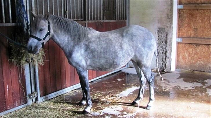 Welsh Mountain (sec A) gribsvads Rebecca billede 1