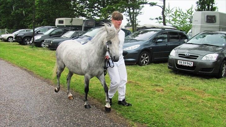 Welsh Mountain (sec A) gribsvads Rebecca billede 3