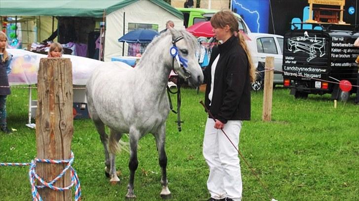 Welsh Mountain (sec A) gribsvads Rebecca billede 6