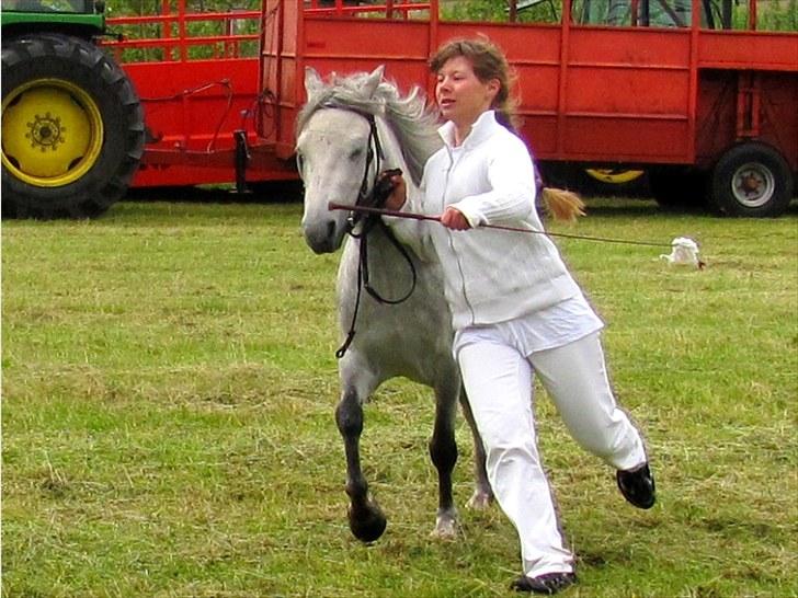 Welsh Mountain (sec A) gribsvads Rebecca billede 8