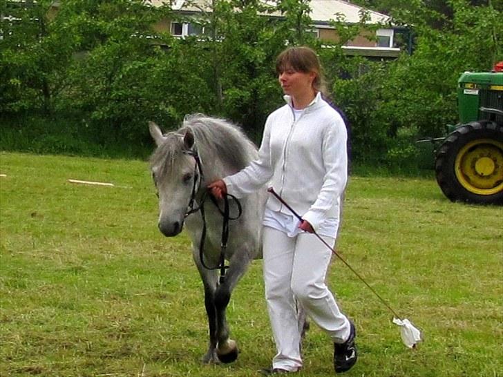 Welsh Mountain (sec A) gribsvads Rebecca billede 10