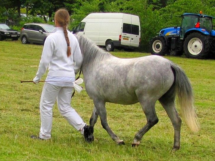 Welsh Mountain (sec A) gribsvads Rebecca billede 11