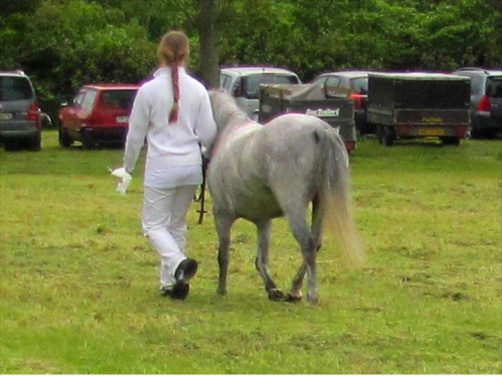 Welsh Mountain (sec A) gribsvads Rebecca billede 12