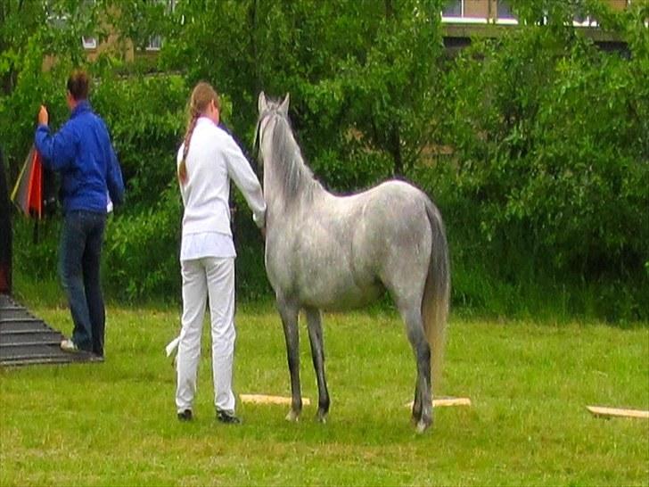 Welsh Mountain (sec A) gribsvads Rebecca billede 15
