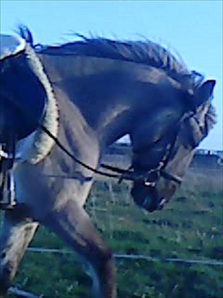 Konik Polski Manton billede 8