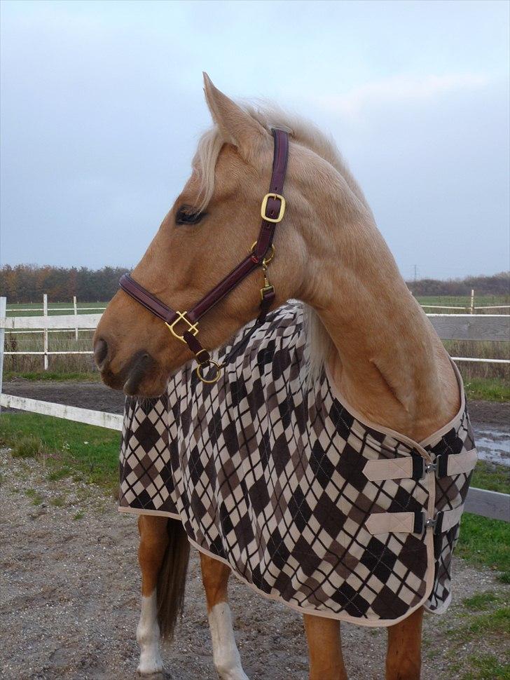 Anden særlig race Golden Wupti billede 6