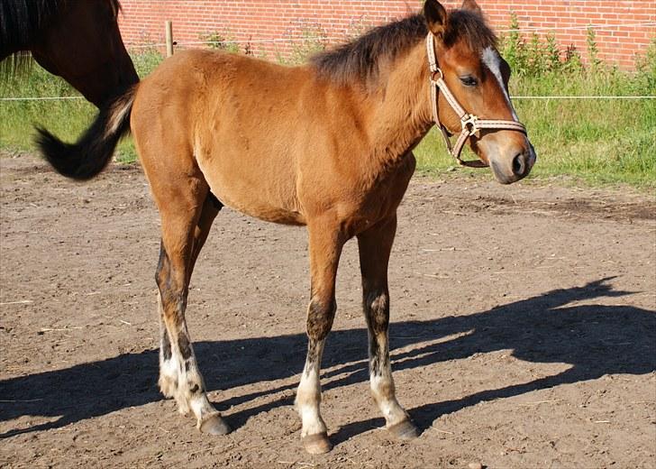 Anden særlig race Troja *Solgt* - 3 ½ mdr, og er ved at smide følpelsen. billede 16