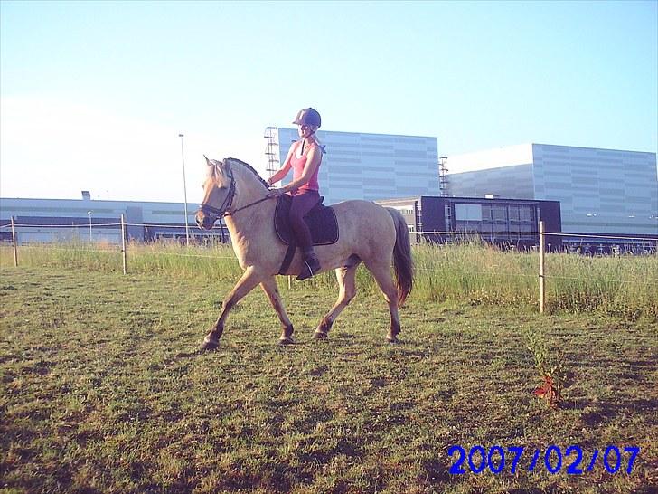 Fjordhest klodshans billede 11