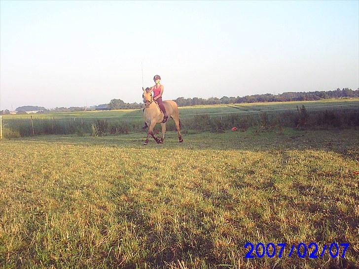 Fjordhest klodshans billede 12