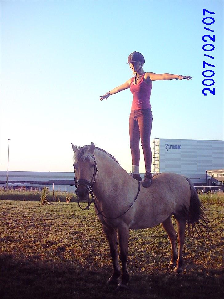 Fjordhest klodshans billede 13