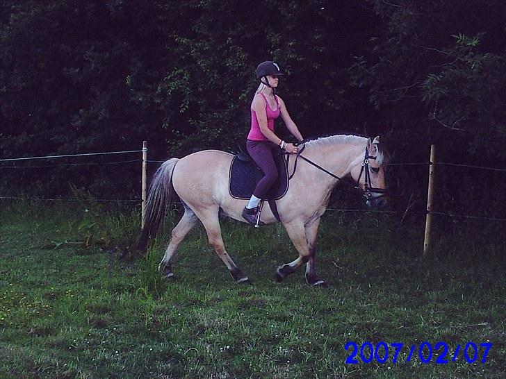 Fjordhest klodshans billede 14