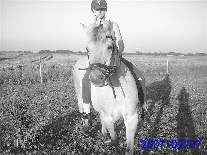 Fjordhest klodshans billede 15