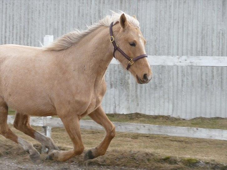 Anden særlig race Golden Wupti billede 13