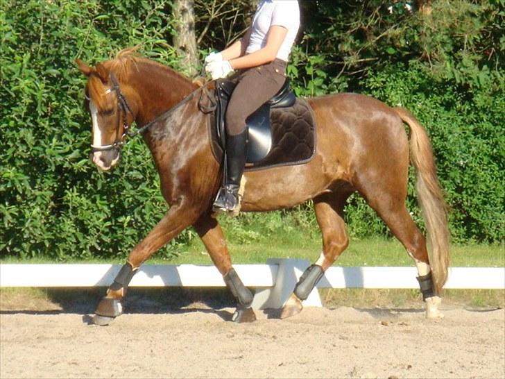 Anden særlig race Flying Buster - Dressurtræning på banen:-). billede 2
