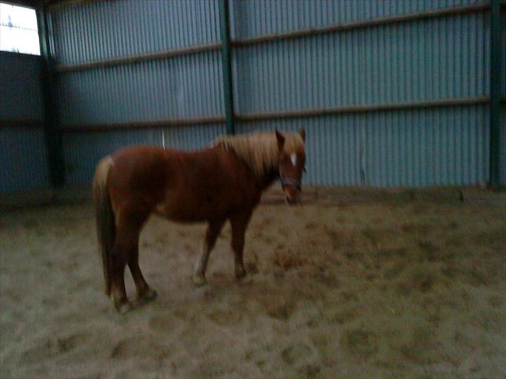 Islænder Tikki billede 11