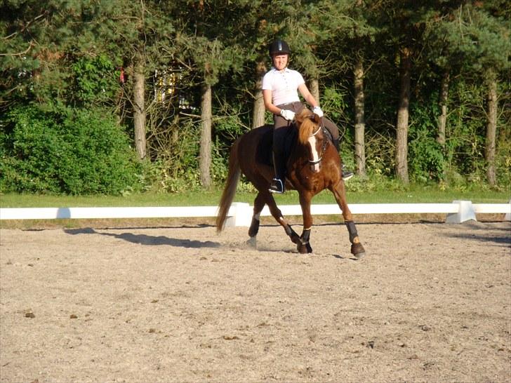 Anden særlig race Flying Buster billede 6
