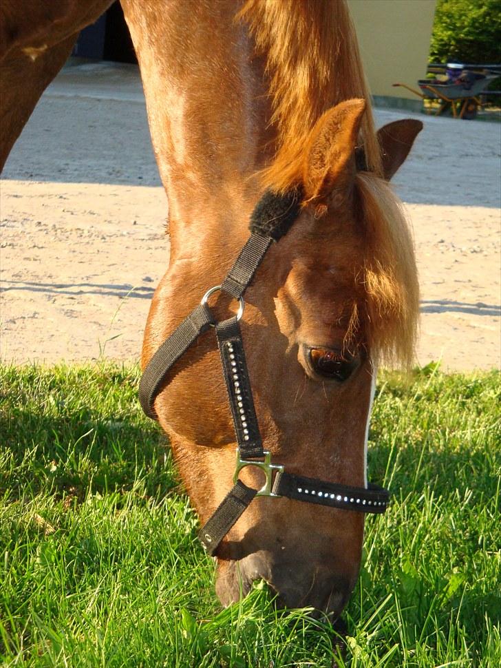 Anden særlig race Flying Buster - Min smukke pony:-). billede 9