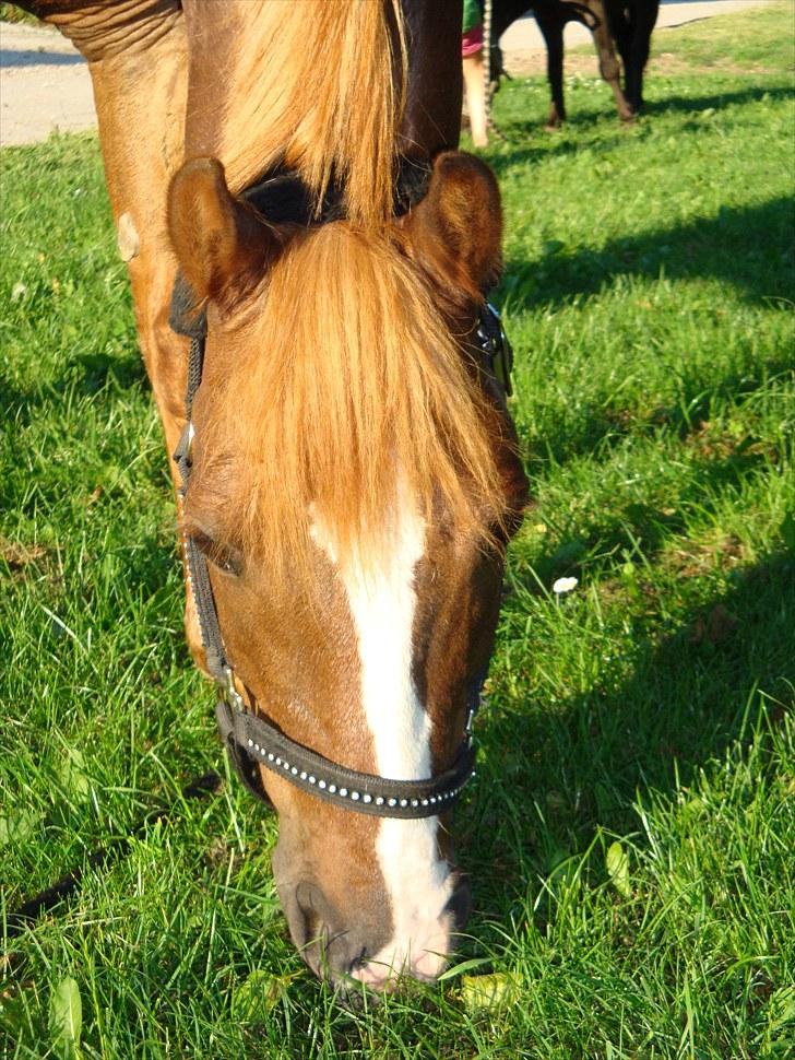 Anden særlig race Flying Buster - Buster Luster;-). billede 10