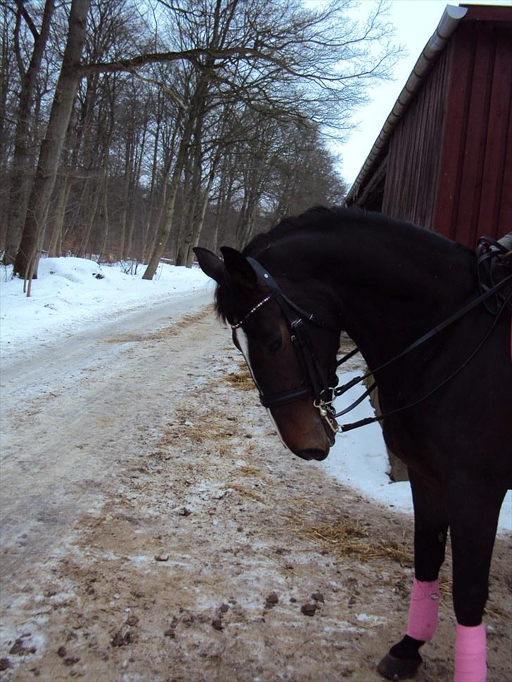 Oldenborg soffie billede 2