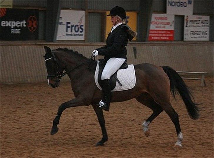 Anden særlig race Angel <3 - stævne i roager, den lækreste pony. billede 1