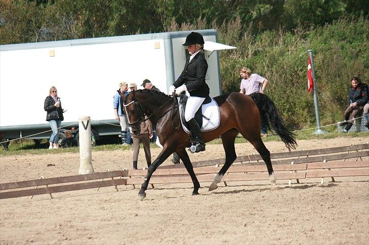 Anden særlig race Angel <3 - distriksstævne grk billede 5
