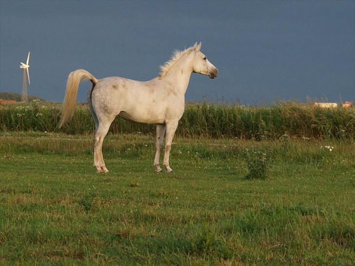 Sportsaraber (A) Venus - smukke tykke pensions hest ! <3 billede 16