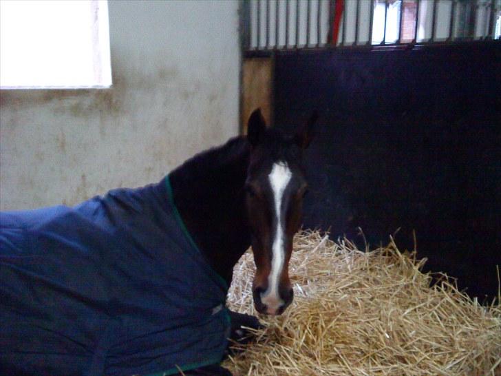 Oldenborg soffie billede 4