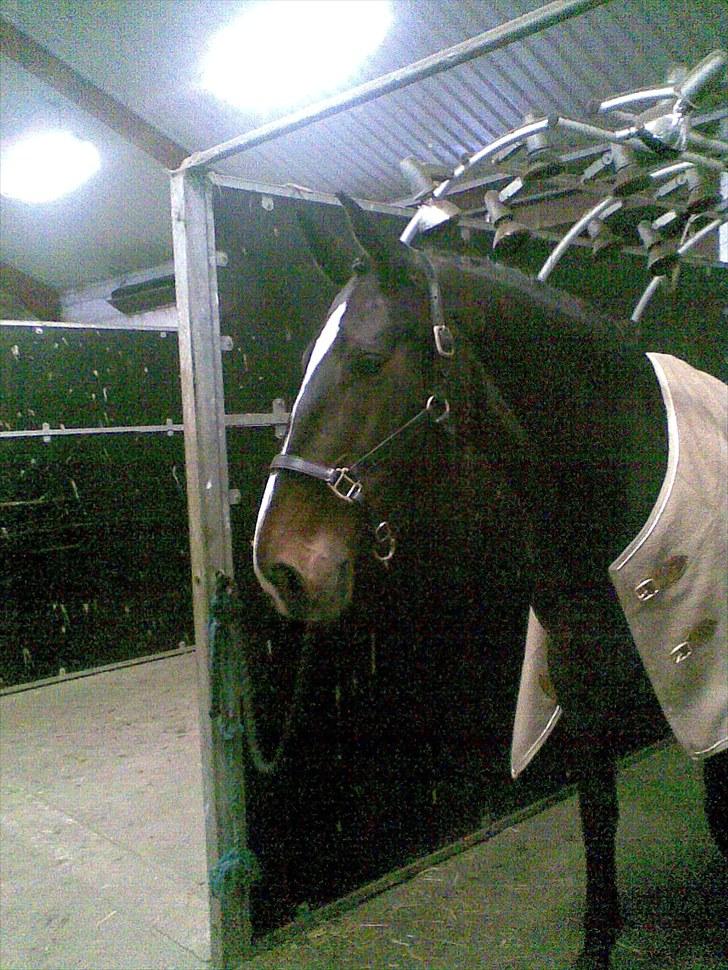 Oldenborg soffie billede 5