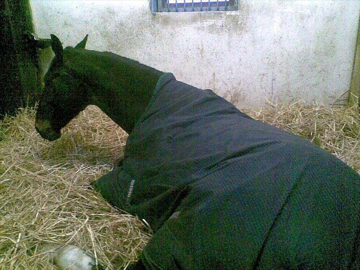 Oldenborg soffie billede 6