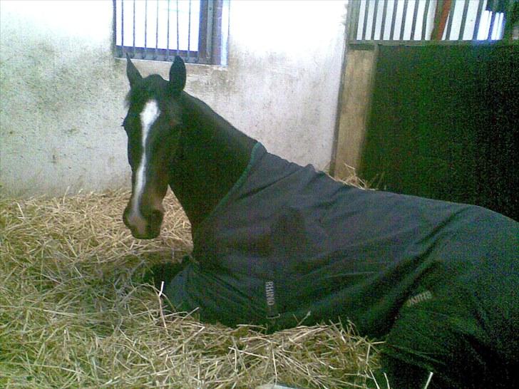 Oldenborg soffie billede 7