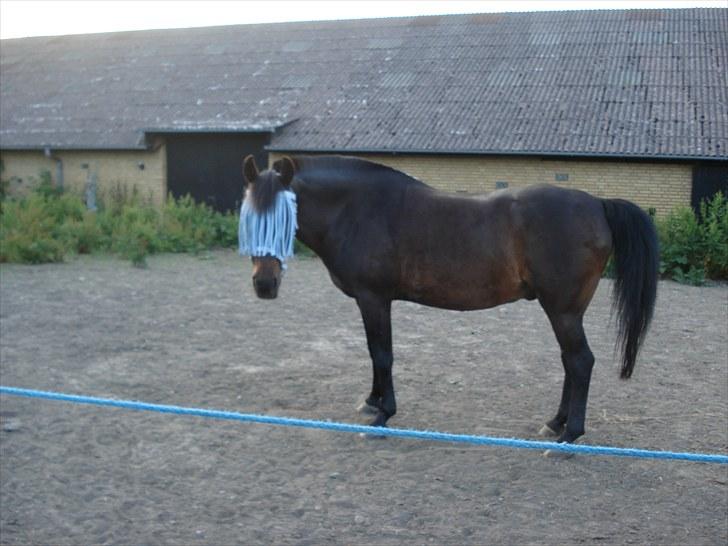 Anden særlig race Tarzan "mit et og alt,-drømme ponyen"<3 - 2010 Tarzan som står og slapper af efter en hård dag (Vores første ridelejer sammen). billede 13