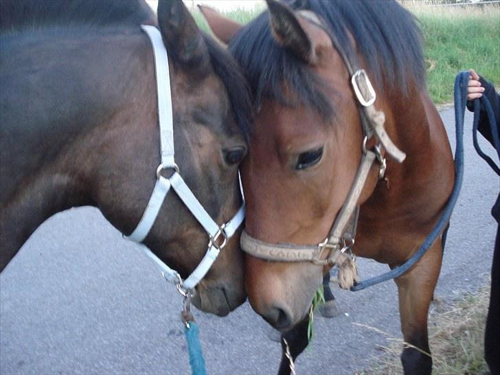 Anden særlig race Tarzan "mit et og alt,-drømme ponyen"<3 - Ude og gå aftens tur med Tarzan og Skipper. Skipper en en privat hest på den rideskole vi var på ridelejer på. som min veninde var med på og hun rider den til. De blev rigtig gode venner også skulle vi bare hjem igen lidt trist;D billede 16