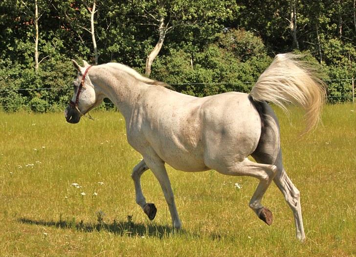 Arabisk fuldblod (OX) CA Samira billede 7