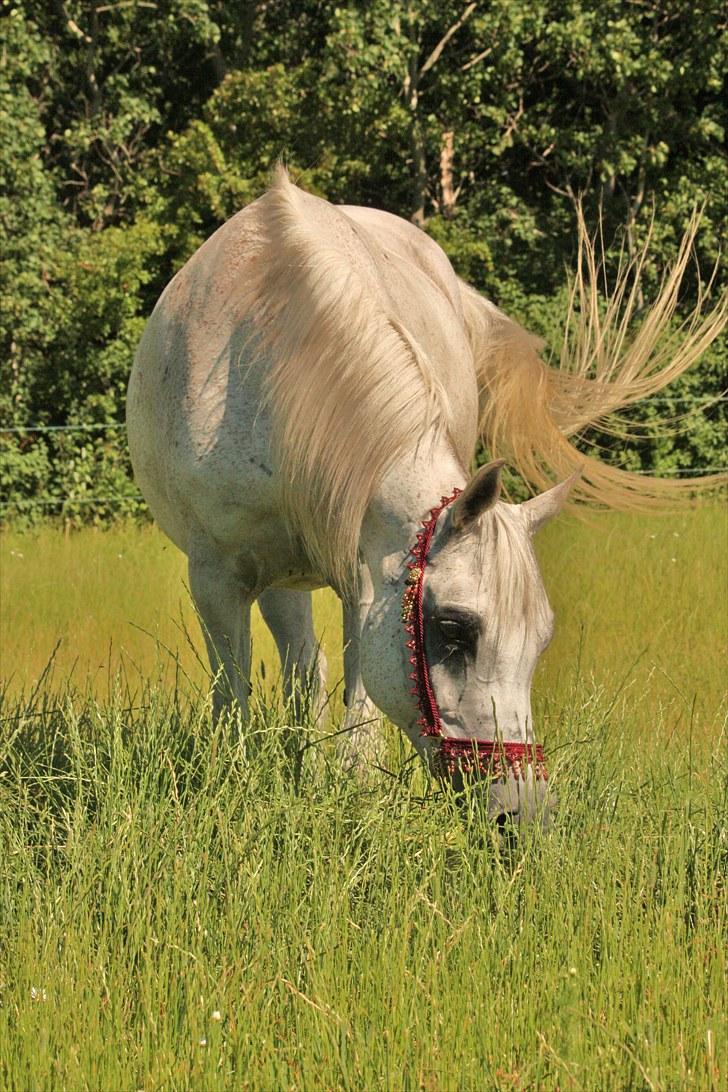 Arabisk fuldblod (OX) CA Samira billede 10