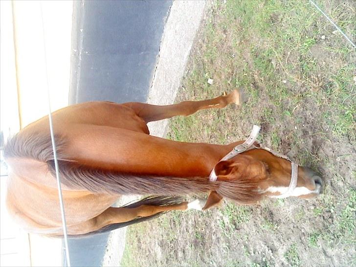 DSP jasmin sky  - græsse tid på folden 2010 min smukke dejlig 2´er pony. billede 8