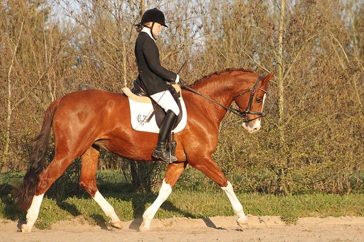 Trakehner Kalliope III RHT - Stævnedebut d. 18/4 2011 billede 2