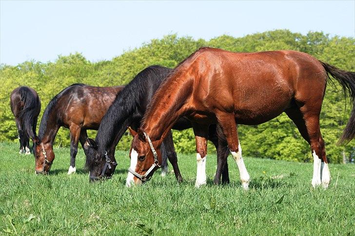 Trakehner Kalliope III RHT - 27/4 2011 - På fold på Petersborg  billede 9