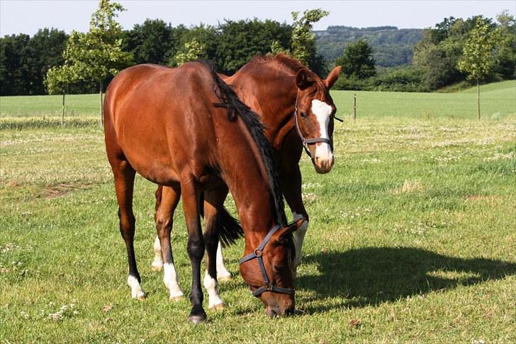 Trakehner Kalliope III RHT - Kalliope og sin søn Karigo billede 10