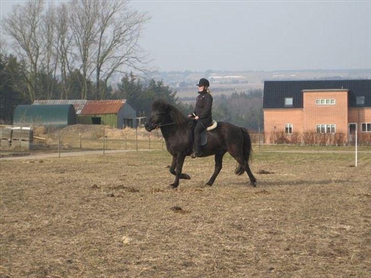 Islænder Baldur (SOLGT) billede 2