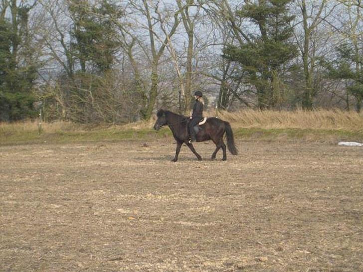 Islænder Baldur (SOLGT) billede 3