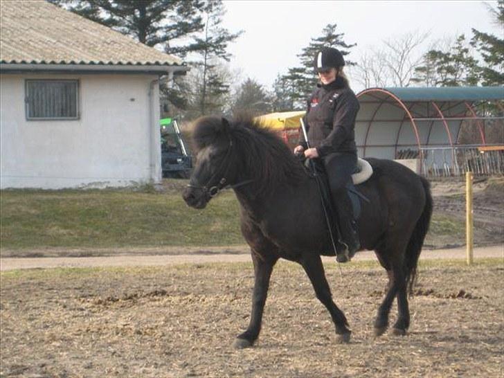 Islænder Baldur (SOLGT) billede 4