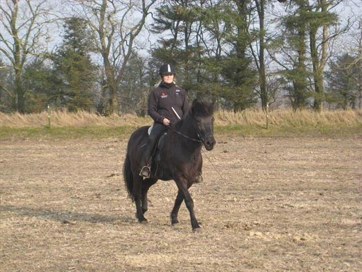 Islænder Baldur (SOLGT) billede 5