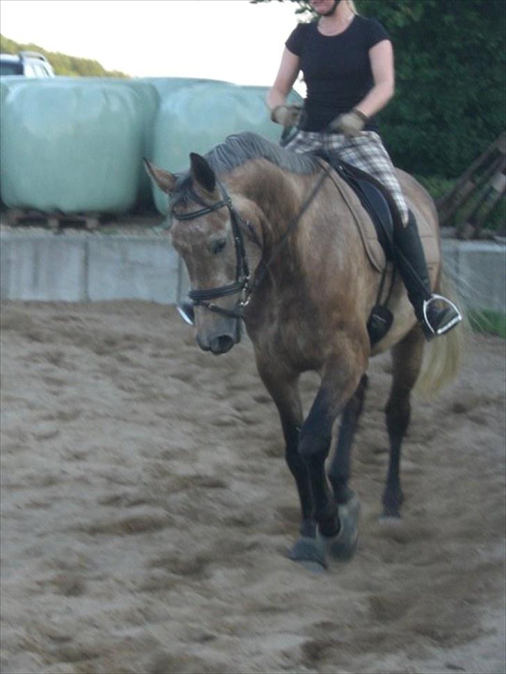 Anden særlig race Milancio S - Undervisning juli 2010 billede 11