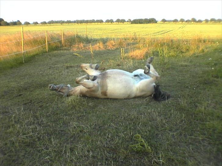 Fjordhest Højgaards Diamant billede 19