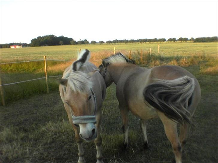 Fjordhest Højgaards Diamant billede 20